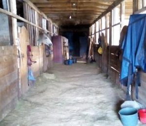 Horse stalls for rent